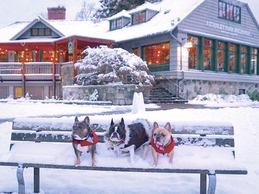 A trio of dogs take a break during snowy walk through Stanley Park on Wednesday.