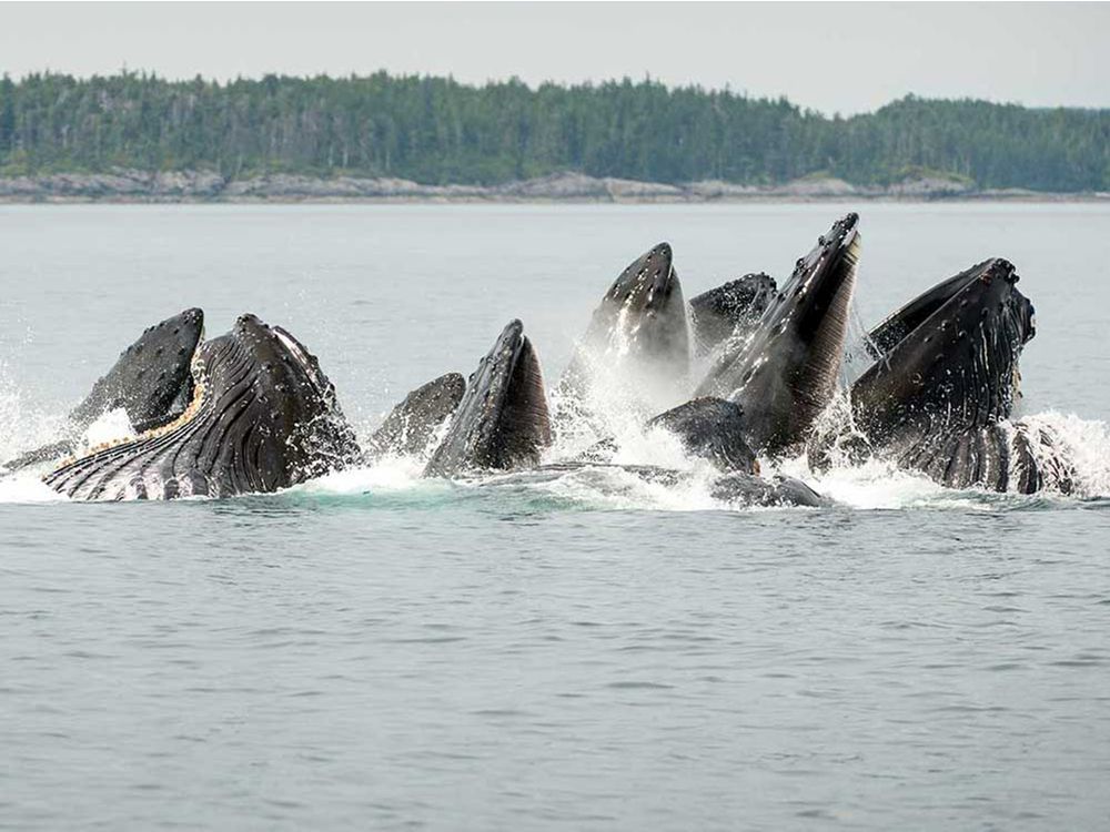 Climate Change: Whales could be an important carbon sink, say