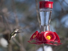 Due to cold temperatures, liquid-filled bird feeders, that species such as hummingbirds reply upon for food, are freezing and becoming unusable. Pictured are hummingbirds at the Wildlife Rescue Association of BC  in Burnaby, BC Friday, January 17, 2020.