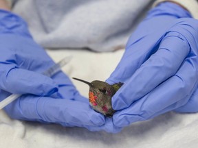 Due to cold temperatures, liquid-filled bird feeders, that species such as hummingbirds reply upon for food, are freezing and becoming unusable. Pictured is wildlife technician Meghan Coghlan feeding rescue hummingbirds at the Wildlife Rescue Association of B.C.  in Burnaby, January 17, 2020.