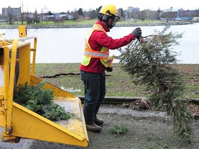 Christmas Tree chipping at Sunset Beach in Vancouver in January 2019.