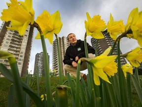 Howard Normann, director of parks at the Vancouver Board of Parks and Recreation, among the January daffodils.