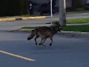 A wolf was spotted in the James Bay area of Victoria on Saturday, Jan. 25, 2020.