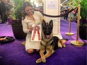 Chilliwack's Bella was awarded best female German shepherd at the Westminster Kennel Club Dog Show in New York on Saturday. Bella is shown with her handler, Courtney Penner.