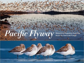 Pacific Flyway is beautiful look at very busy route of migratory birds. Photo credit: Courtesy of Sasquatch Books