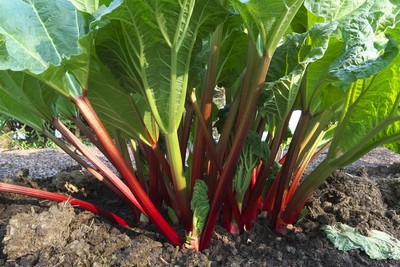 Rhubarb - Sakata Home Grown