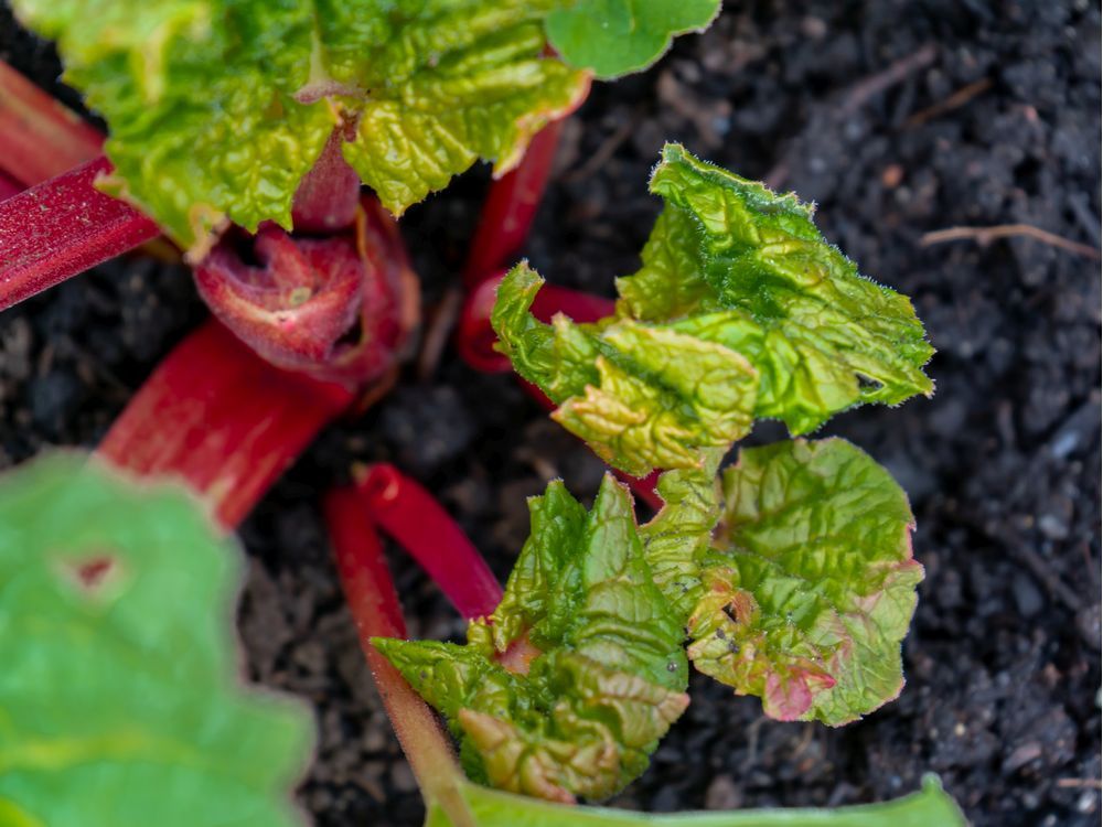 Canada Red Rhubarb Variety – How To Grow Canadian Red Rhubarb