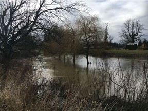 High water in the Sumas River on Feb. 8, 2020. The river contains naturally-occurring asbestos.