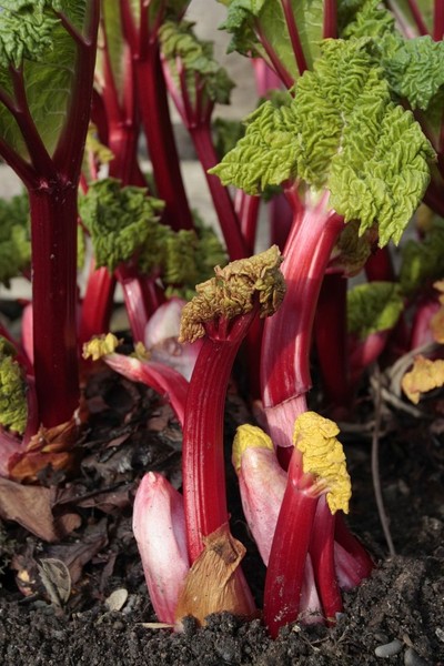 Brian Minter: Plant reliable rhubarb right now