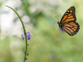 Butterflies are great pollinators — some types of butterflies are better pollinators than some bee species.