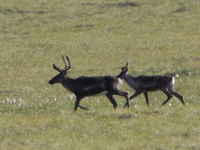 Migrating caribou are shown in the Porcupine River Tundra in the Yukon Territories in 2009. Blair Lekstrom, a former cabinet minister who resigned as Premier John Horgan's liaison to help drive recovery plans for threatened caribou herds in northeastern B.C., continues to push for more voices at the planning table to increase support for conservation efforts.