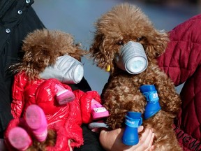 Dogs wearing masks are seen at a main shopping area, in downtown Shanghai, China, as the country is hit by an outbreak of a new coronavirus, February 16, 2020.
