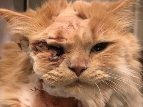 Cupid the cat is recovering from a fight with a bobcat.