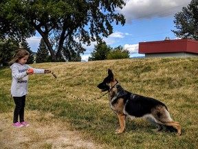 Seven-year-old Parker Duin, of Chilliwack, helps train Bella, a three-year-old German Shepherd headed to New York this weekend to compete in the prestigious Westminster dog show. [PNG Merlin Archive]