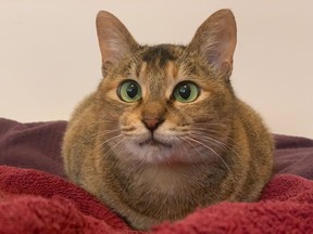 The stowaway cat has been re-named Journey and is ready for adoption.