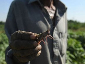 Swarms of desert locusts have been spreading through countries from eastern Africa to South Asia, destroying crops and pastures at a voracious pace.