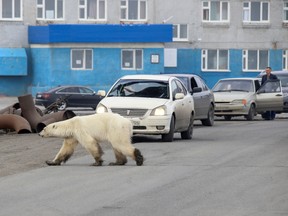 A stray polar bear is seen in the industrial city of Norilsk, Russia June 17, 2019.