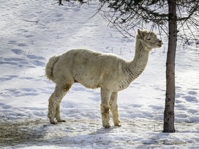 A healthy alpaca in its enclosure at a Montreal area nature centre in February 2020.