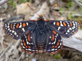 Attempts are being made to reintroduce the Taylor's checkerspot butterfly on Hornby Island.
