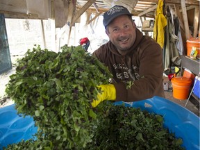 Paul Healey holds a handful of micro-greens at Hannah Brook Farm in Burnaby on March 31.