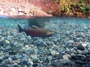 More than 300 cutthroat trout and a number of coho salmon were found dead in the Sidney creek on the weekend. A coho salmon is pictured here.