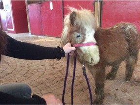 Mini-horses rescued from alleged neglect at a property in the B.C. Interior, March 2020. [PNG Merlin Archive]
