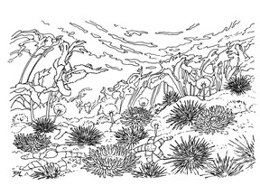 "Undersea Garden" from Colour the British Columbia Coast, 2016, by Yvonne Maximchuk. Published by Harbour Publishing and reprinted with permission of the publisher. For more information, visit www.yvonnemaximchuk.com or www.harbourpublishing.com.