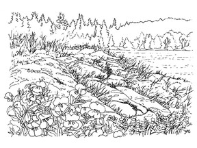"The Wildflower Garden" from Colour the British Columbia Coast, 2016, by Yvonne Maximchuk. Published by Harbour Publishing and reprinted with permission of the publisher. For more information, visit www.yvonnemaximchuk.com or www.harbourpublishing.com.