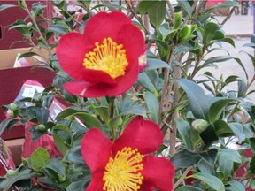 Camellias are a great source of nectar and pollen.