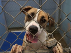 Felix, a boxer-great dane mix, at an animal shelter in a file photo.