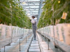 A worker at Canopy Growth's Aldergrove, B.C. facility last year.