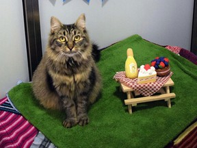 Monique, a two-year-old cat, at Battersea Dogs and Cats Home in South London, spent her birthday along, according to shelter staff. (Battersea Dogs and Cats Home photo)