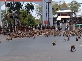 Hundreds of monkeys fight for food on Thai street after COVID-19 slows tourism. (YouTube)