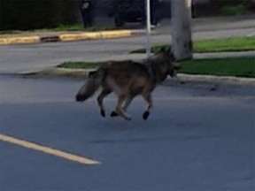 A wolf, likely Takaya, on the run in Victoria.
