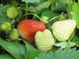 Strawberries in the process of ripening.
