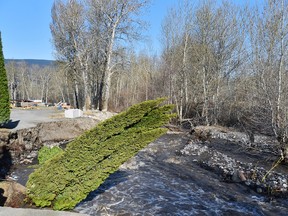 Rushing water has undercut young cedar trees in a Cache Creek property on April 20, 2020.