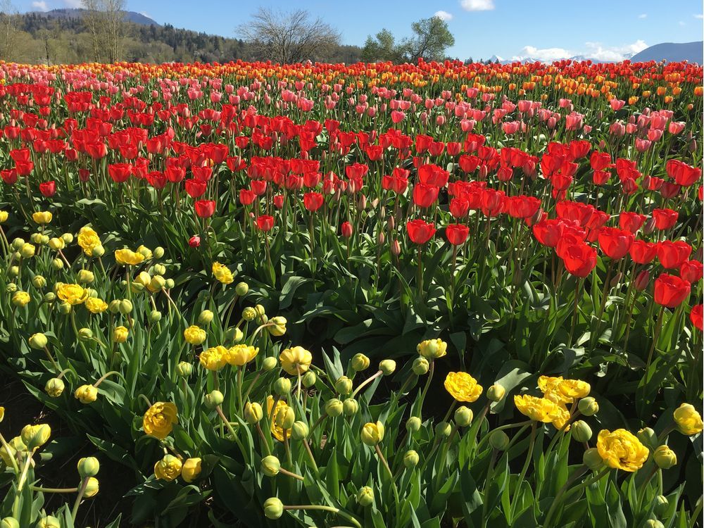 Spend a day with millions of tulips Vancouver Sun