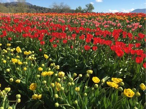 Tulip fields at Bloom, the Abbotsford tulip festival, in 2017.