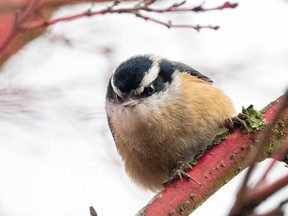 Norman the nuthatch hanging out.