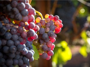 It is hard to believe that Grenache is the world's seventh most widely planted grape, covering some 168,000 hectares. The challenge for consumers is recognizing when they are drinking it, because solo versions of the wine are often camouflaged by appellations or fantasy names.