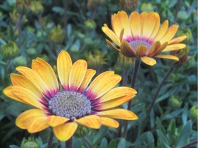 Osteospermum offer great cool season colour, and they come in many shades including white, yellow, purple and orange.