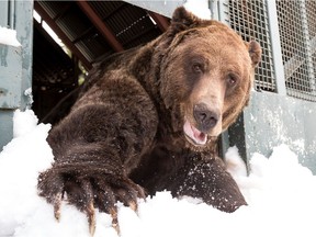 Grouse Mountain's two resident Grizzly bears, Grinder and Coola emerged from hibernation Tuesday morning at the Peak of Vancouver. (photos courtesy of Grouse Mountain) [PNG Merlin Archive]