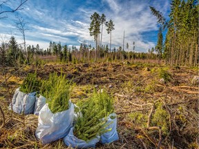 Roughly $80 million has already been spent growing the seedlings in commercial nurseries for this year’s planting season.