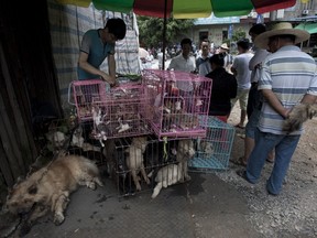 Chinese customers check out dogs in cages on sale at a market in Yulin, in southern China's Guangxi province on June 21, 2015.