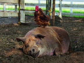 Emma the pig and Greasy the rooster are firm, if unconventional, friends in The Biggest Little Farm, a documentary film about John Chester’s and his wife Molly’s development of a 200-acre farm outside Los Angeles.