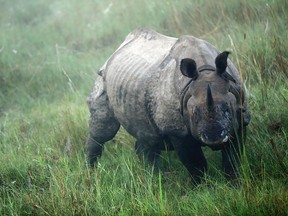 A rhino wandering the grasslands near Nepal.