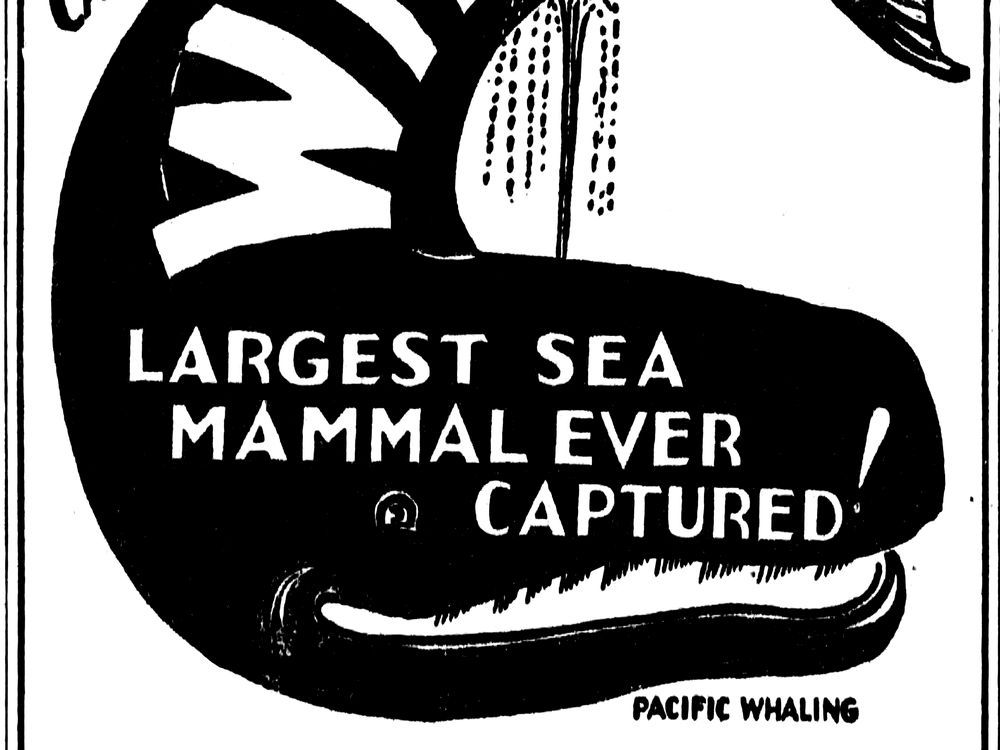 This Week in History, 1936: The 'largest sea mammal ever captured