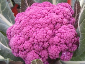 Consider adding some colourful veggies to your garden this year, like this purple 'Graffiti' cauliflower.