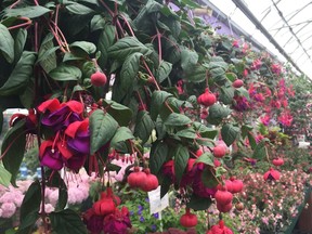 Fuchsia hanging baskets are a great choice for shady spots.