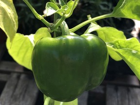 All traditional bell peppers start out green and then mature to yellow, orange, red and even chocolate.